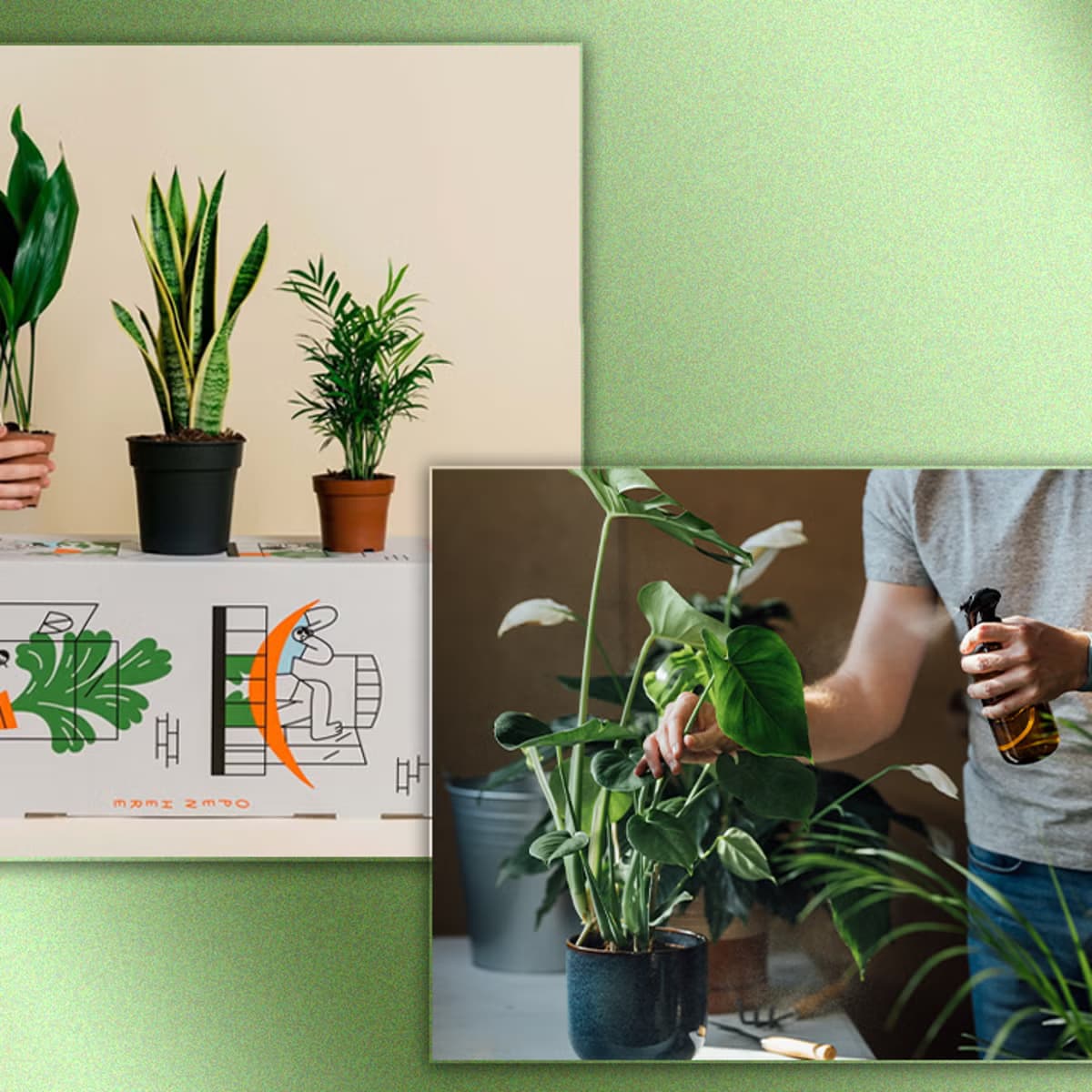Blumen und Pflanzen online kaufen: Direkt vom Züchter zu dir