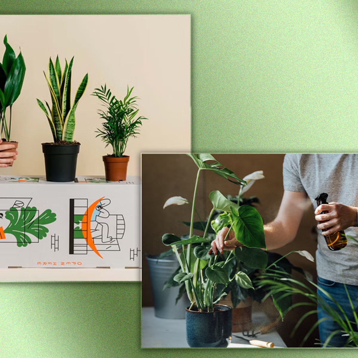 Blumen und Pflanzen online kaufen: Direkt vom Züchter zu dir