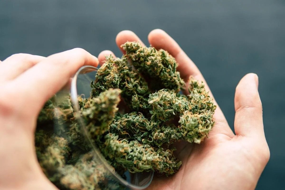 Warum bestimmte Strains besonders gefragt sind – Cannabissamen kaufen legal in Deutschland