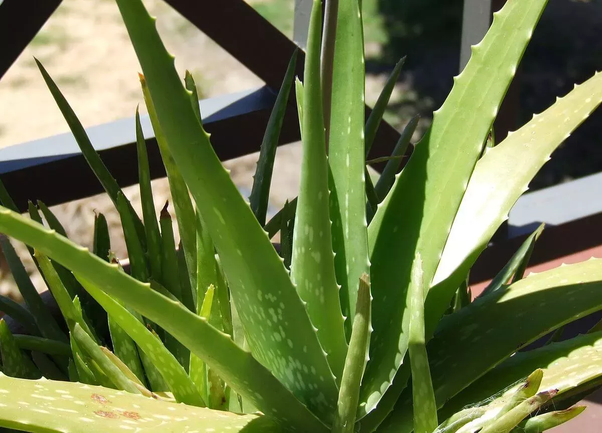 Die besten Anwendungen der Aloe Propolis Creme von Forever Living Products