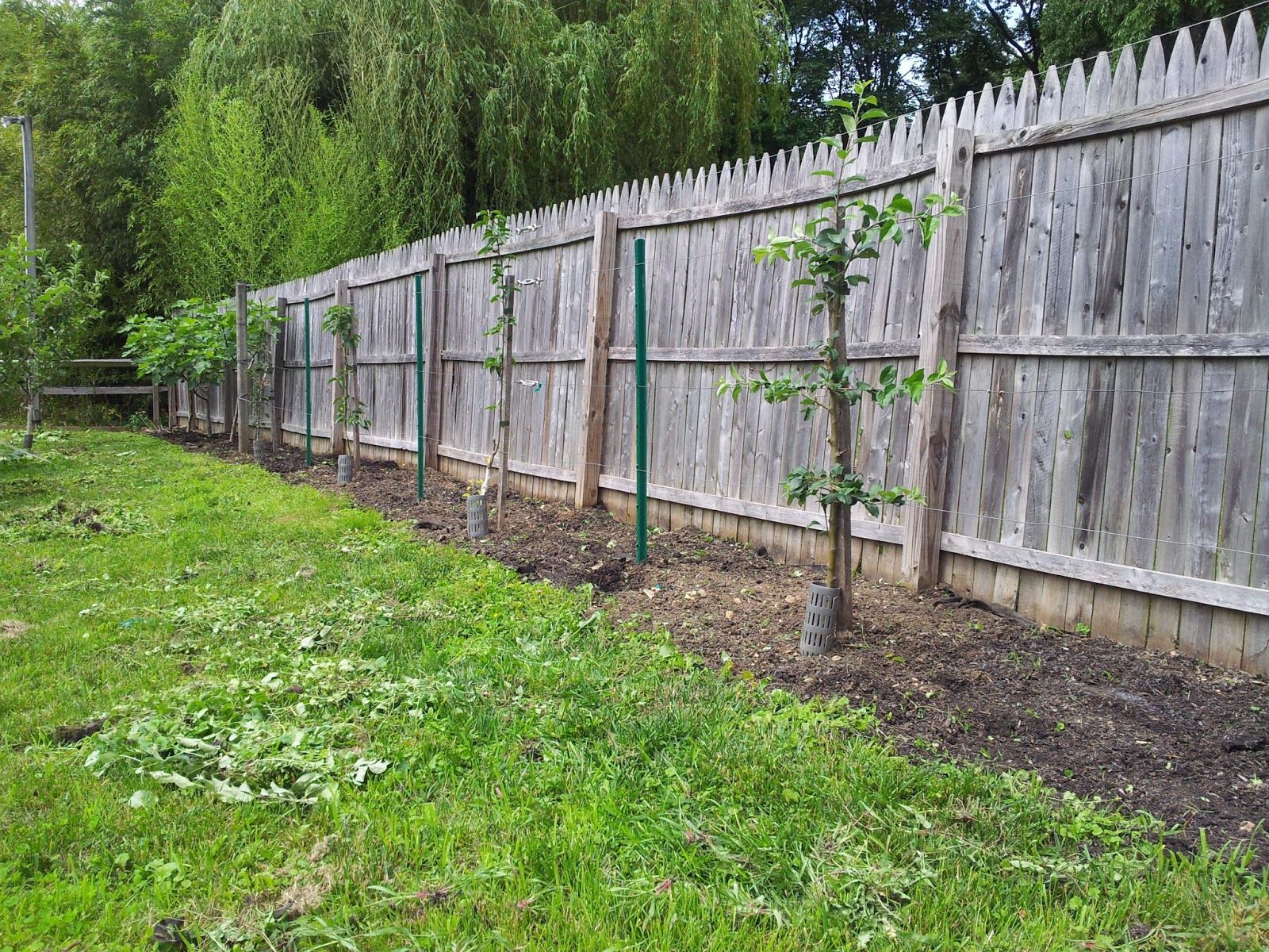 Verleihen Sie Ihrem Garten Struktur mit einem Hainbuche Spalier kaufen