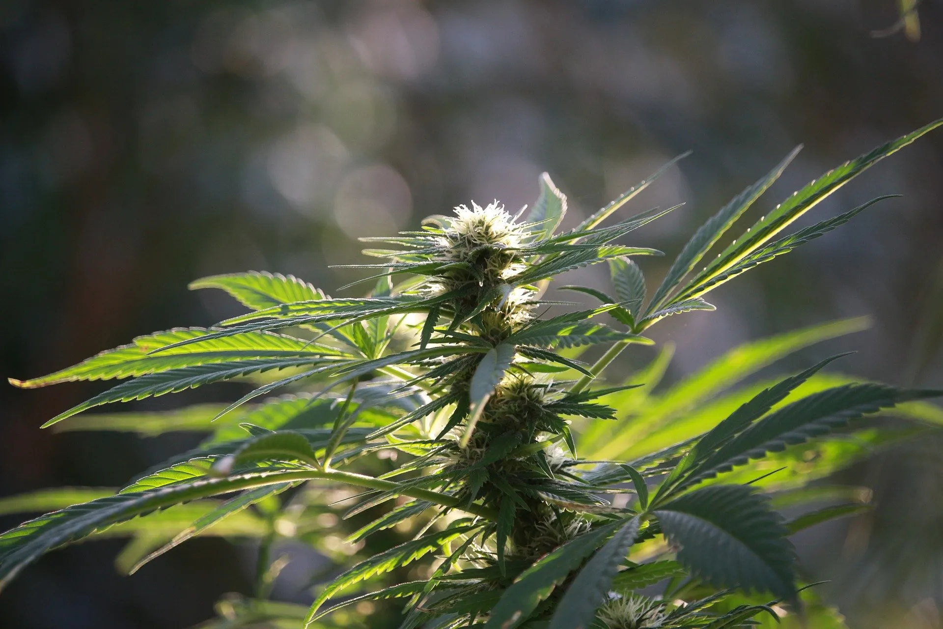 Warum Cali Weed Shop Heraussticht: Ein Genauer Blick Auf Ihre Unübertroffene Auswahl Und Ihren Fachkundigen Service