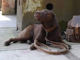 Hundezubehör: Praktische und nützliche Produkte für Ihren Liebling