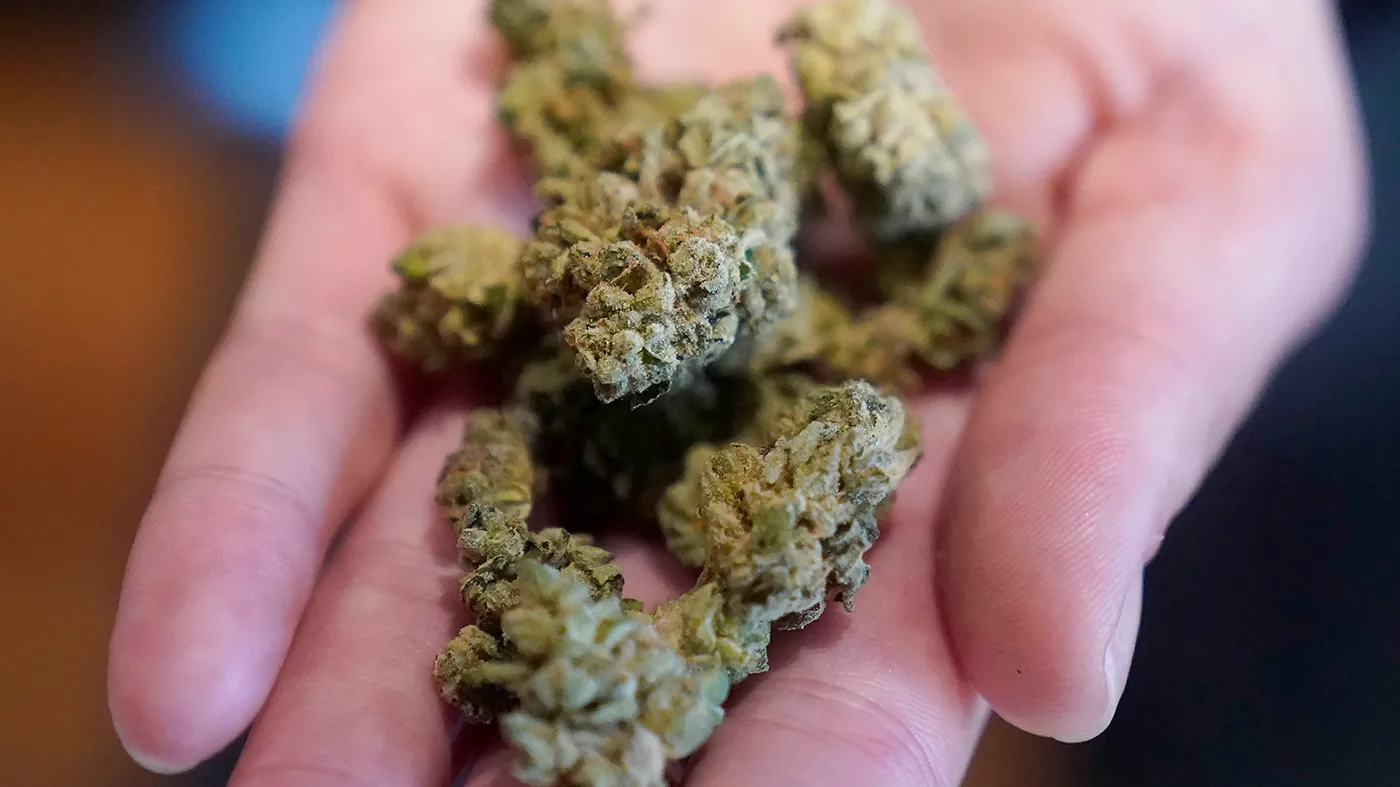 Warum bestimmte Strains besonders gefragt sind – Cannabissamen kaufen legal in Deutschland